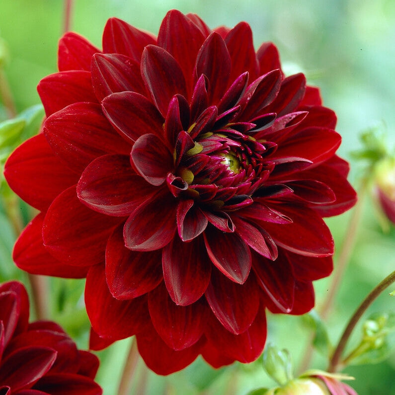 Dahlia Dekorativ Arabian Night 1-pakke